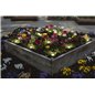 GHIRLANDA LEDVANCE SMART+WIFI GARDEN 9